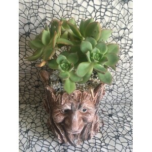 Haworth's Aeonium Succulent Funky Gift For A Man